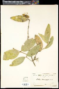 Kibara macrophylla image