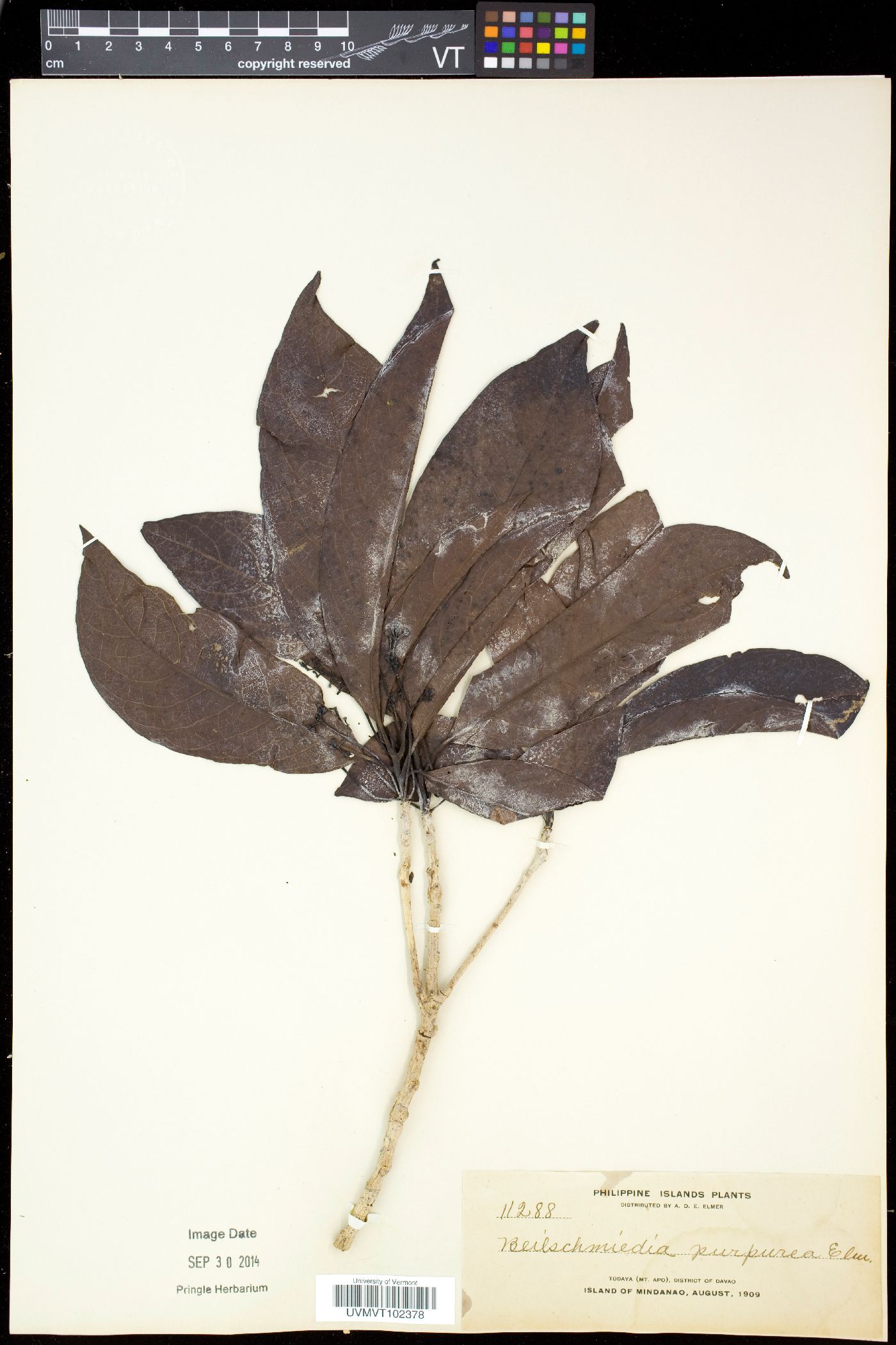 Dehaasia purpurea image