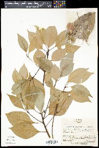 Cinnamomum camphora image