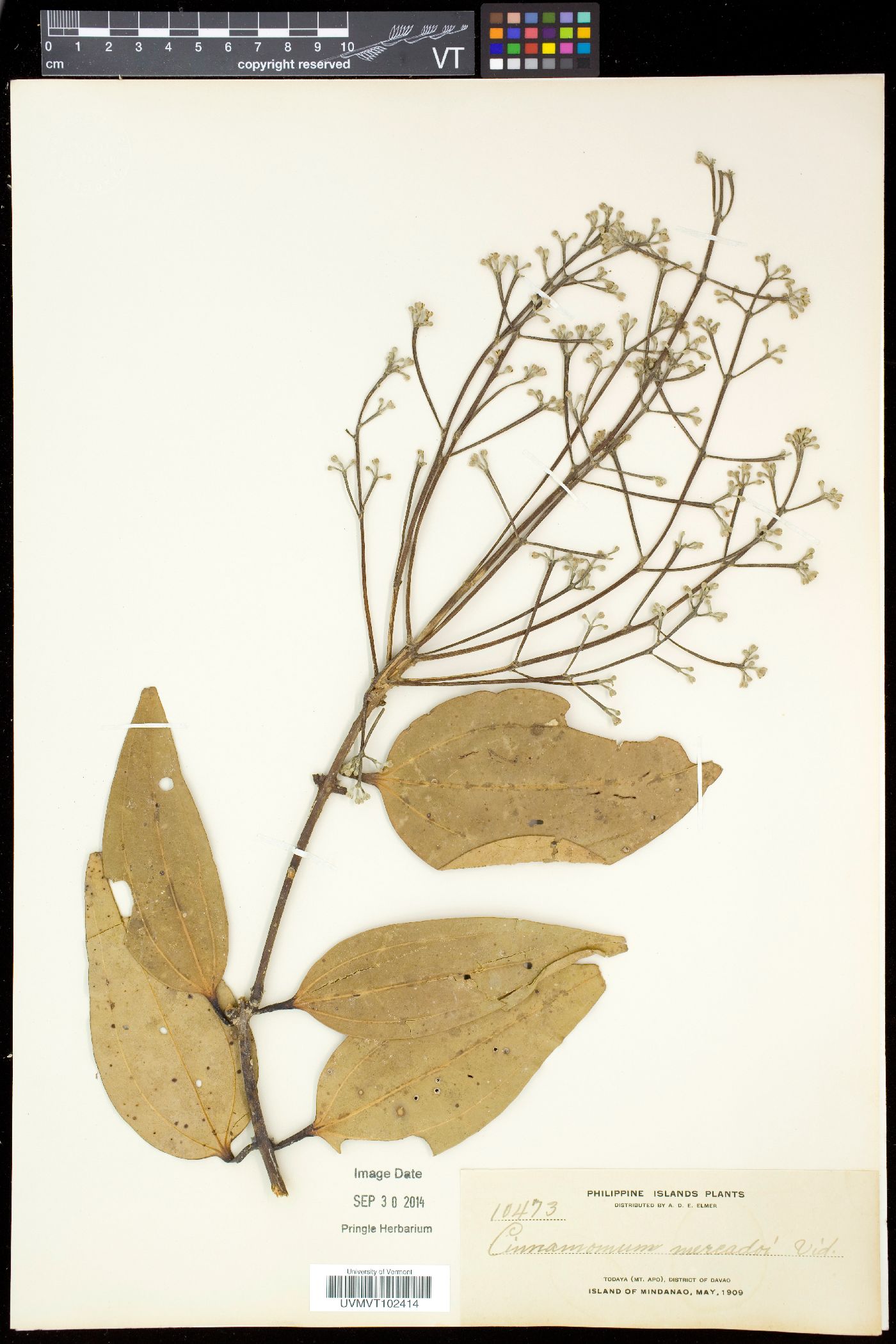 Cinnamomum mercadoi image