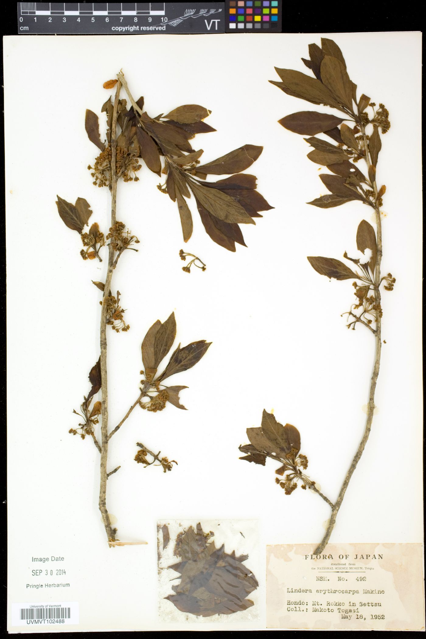 Lindera erythrocarpa image