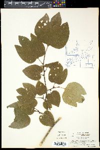 Lindera obtusiloba image