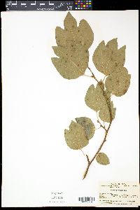 Media resource of Lindera obtusiloba