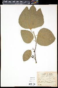 Lindera obtusiloba image