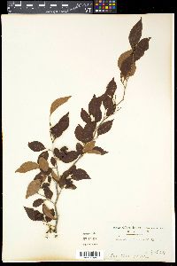 Lindera praecox image