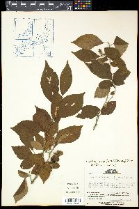 Lindera praecox image