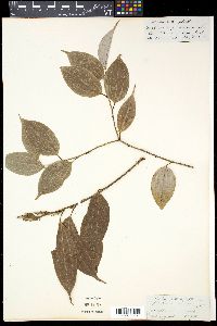 Media resource of Lindera pulcherrima