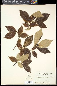 Media resource of Lindera sericea