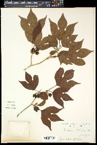 Media resource of Lindera triloba