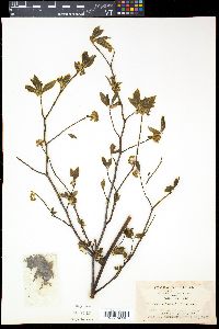 Lindera umbellata image