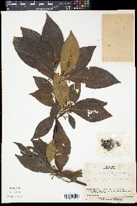 Lindera umbellata image