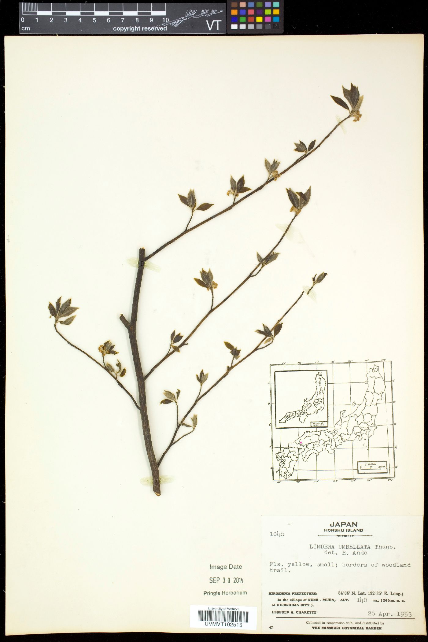 Lindera umbellata image