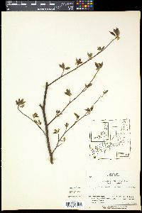 Lindera umbellata image