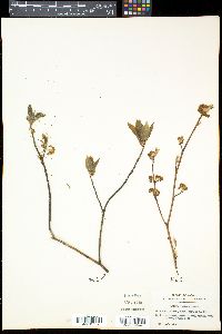 Lindera umbellata image