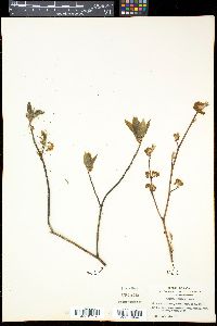 Lindera umbellata image