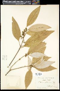 Neolitsea sericea image