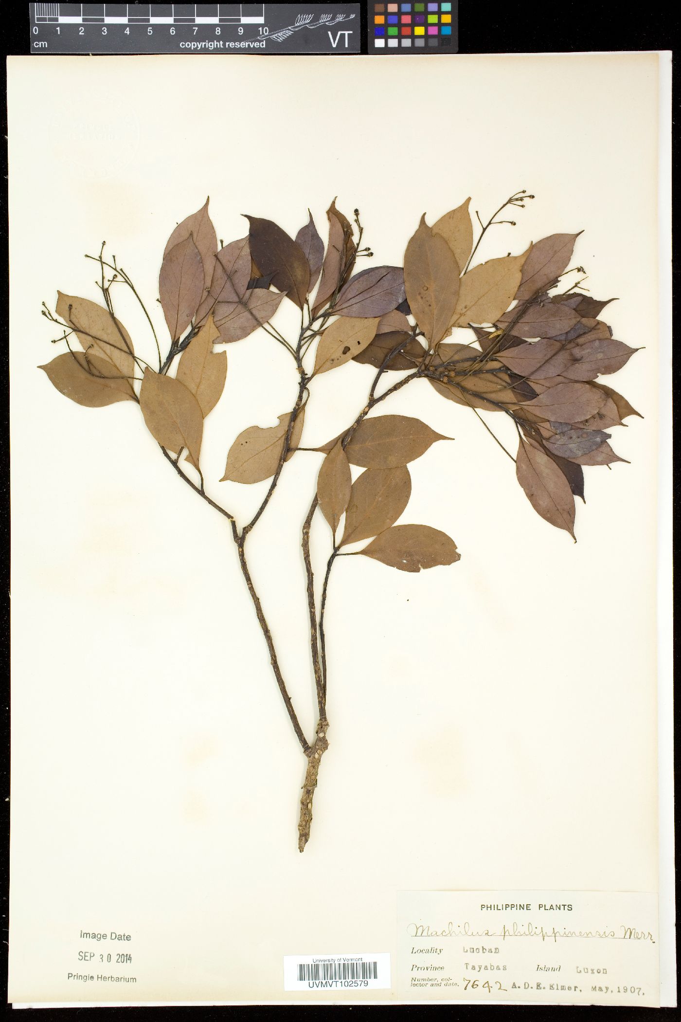 Cinnamomum philippinense image