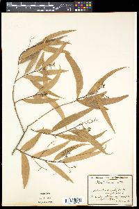 Media resource of Nectandra angustifolia