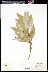Neolitsea sericea image