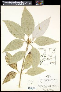 Neolitsea sericea image
