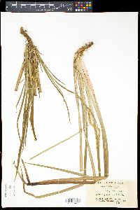Acorus gramineus image
