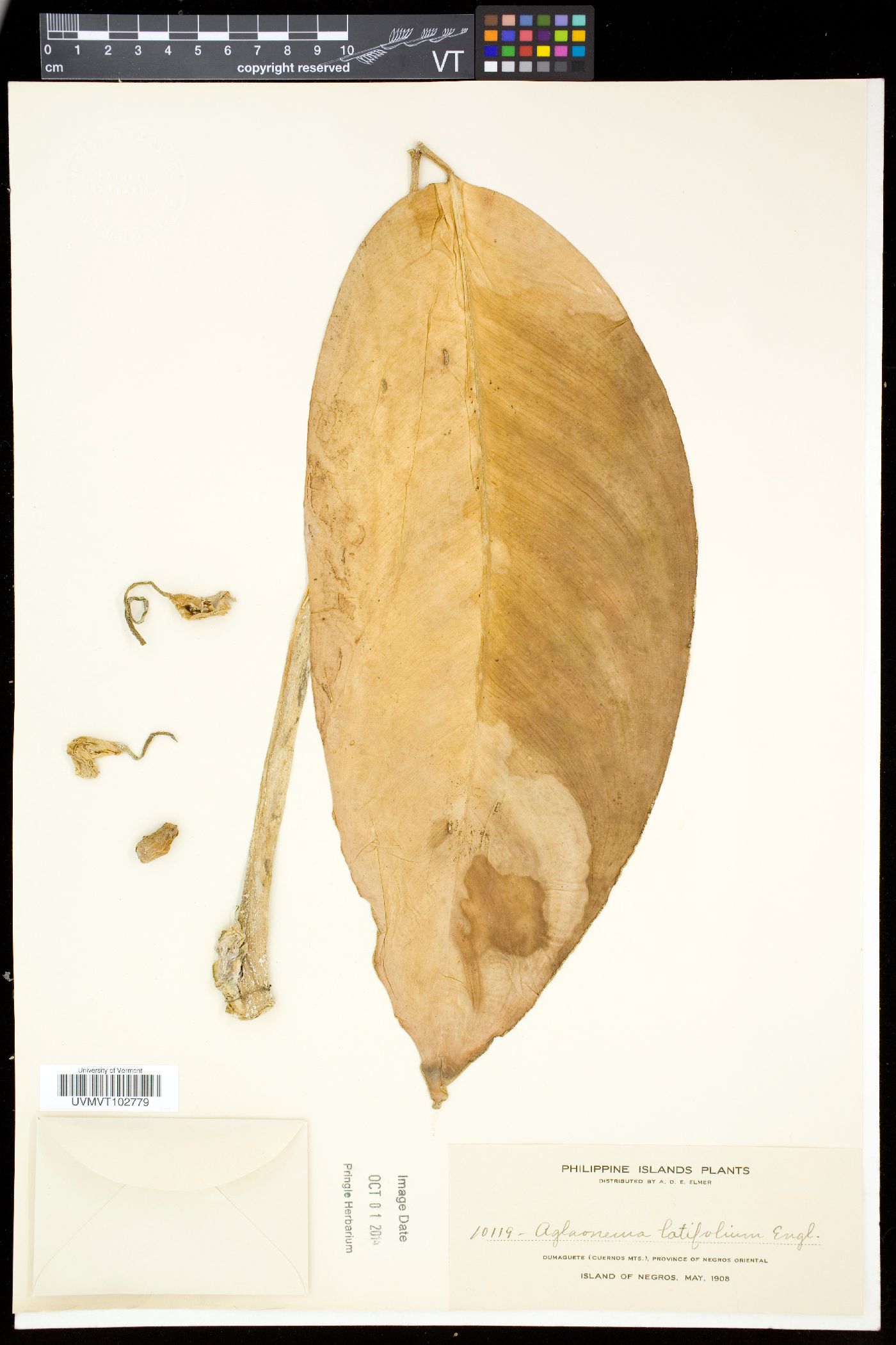 Aglaonema philippinense var. philippinense image