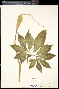 Arisaema curvatum image