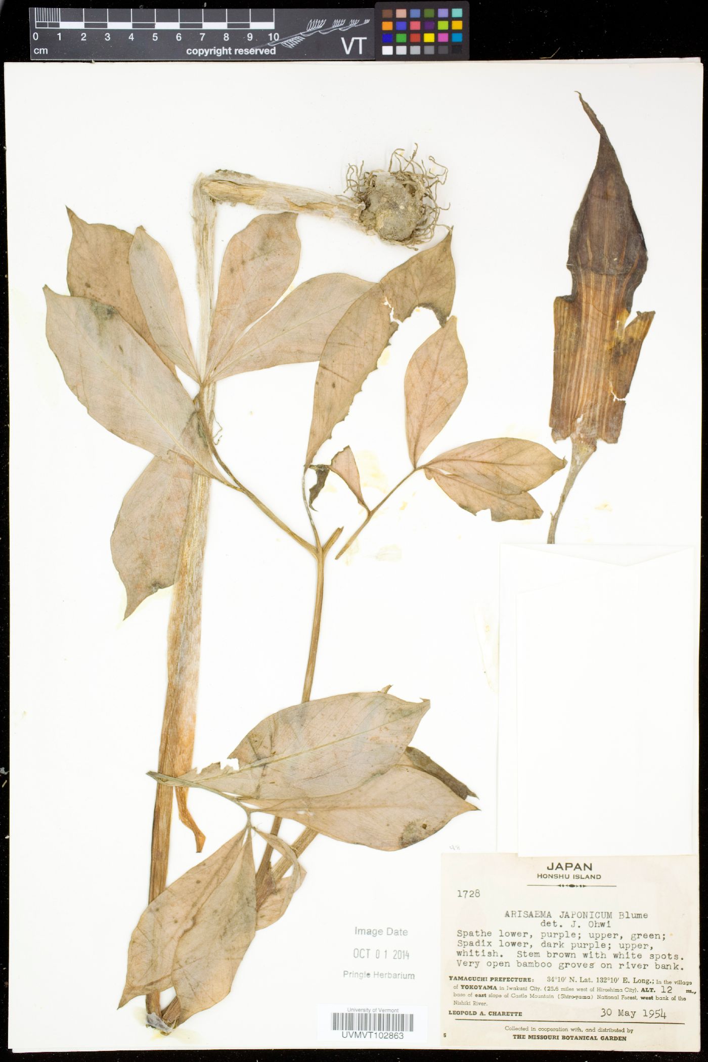 Arisaema japonicum image