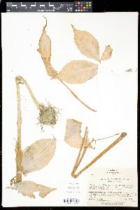 Arisaema japonicum image