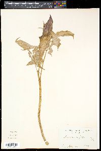 Arisaema japonicum image
