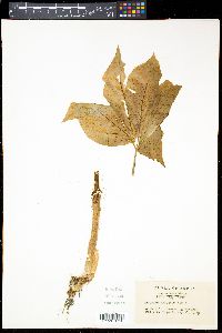 Media resource of Arisaema amurense