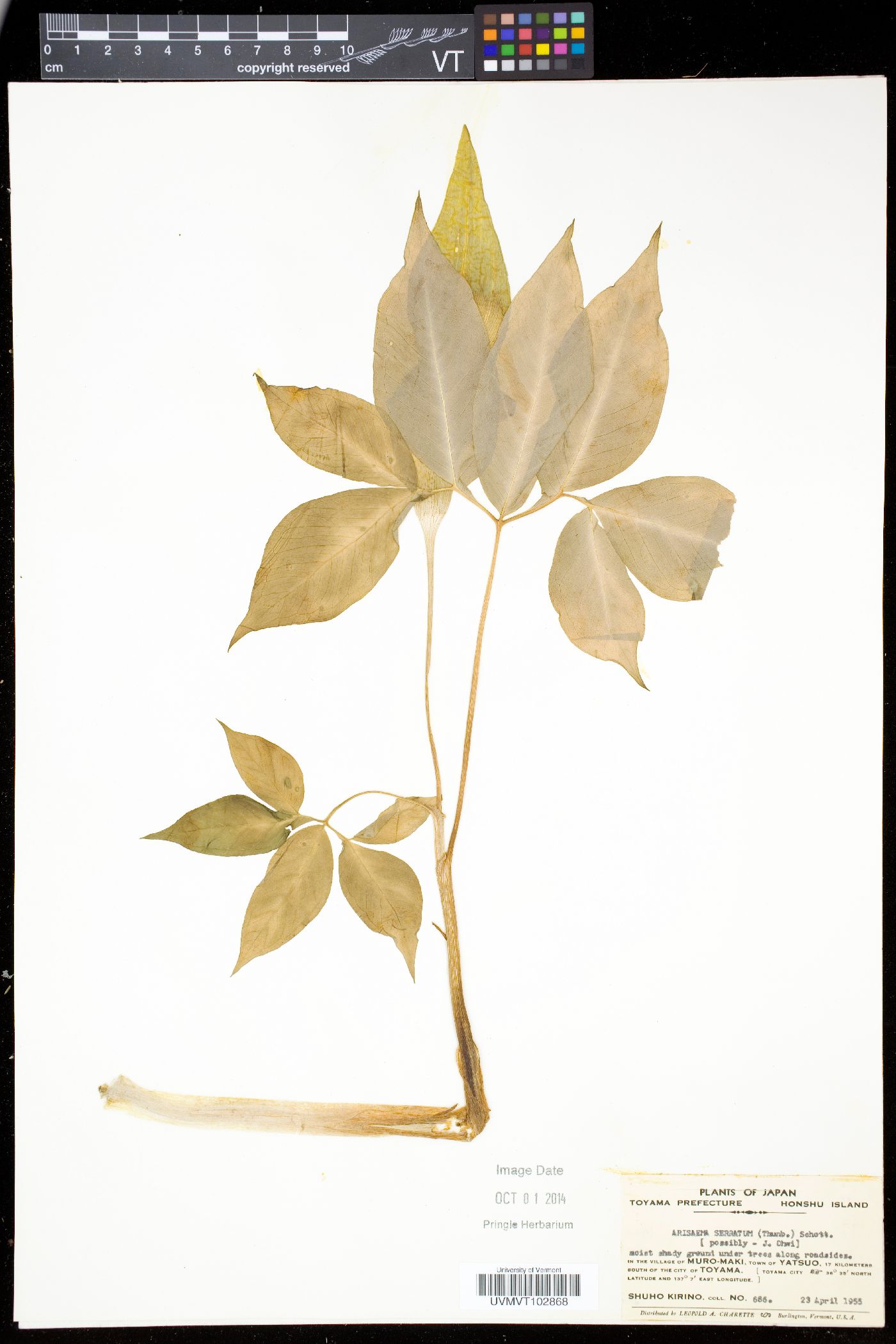 Arisaema serratum image