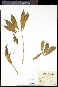 Arisaema thunbergii subsp. urashima image