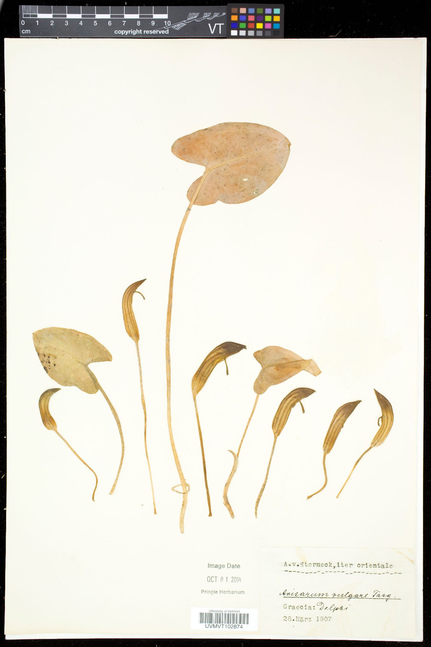 Arisarum image