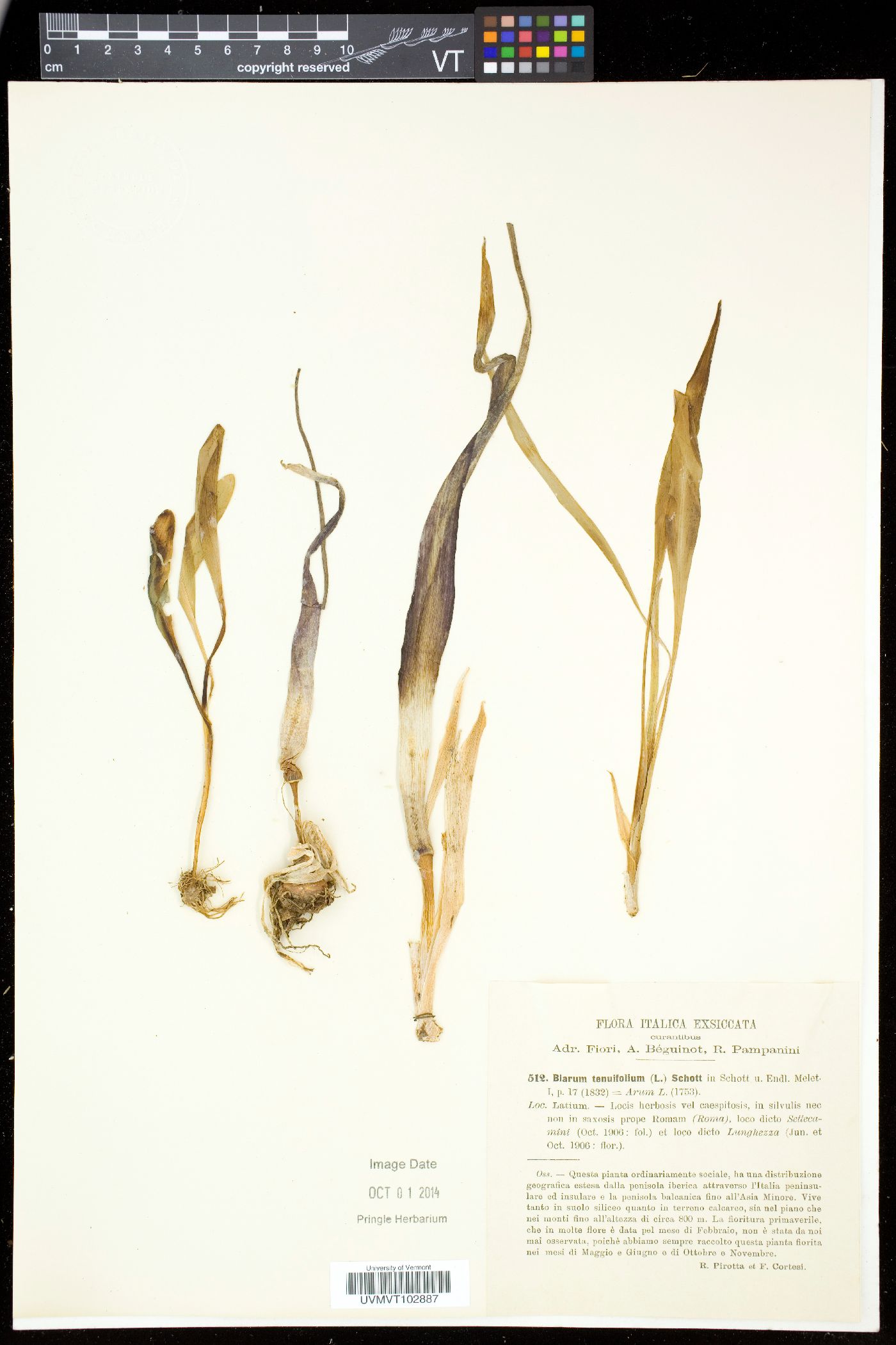 Biarum image