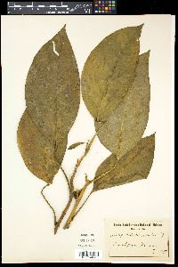 Culcasia scandens image