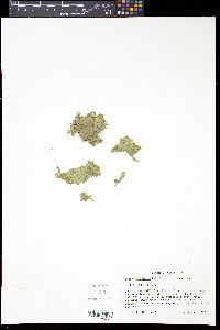 Lemna valdiviana image