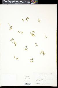 Lemna trisulca image