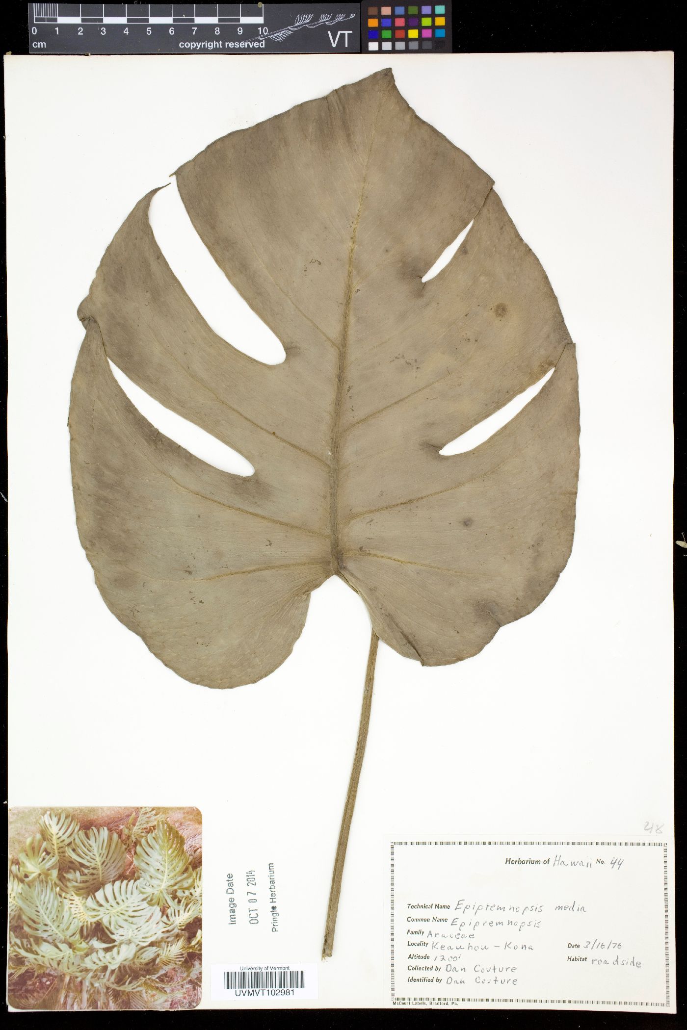 Epipremnopsis media image