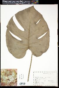 Epipremnopsis media image