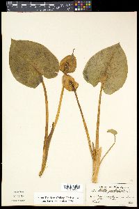 Calla palustris image