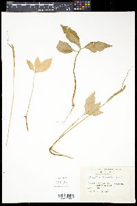 Pinellia ternata image