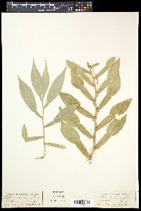Pothos scandens image