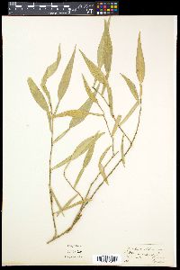 Pothos scandens image