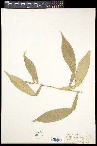 Pothos scandens image