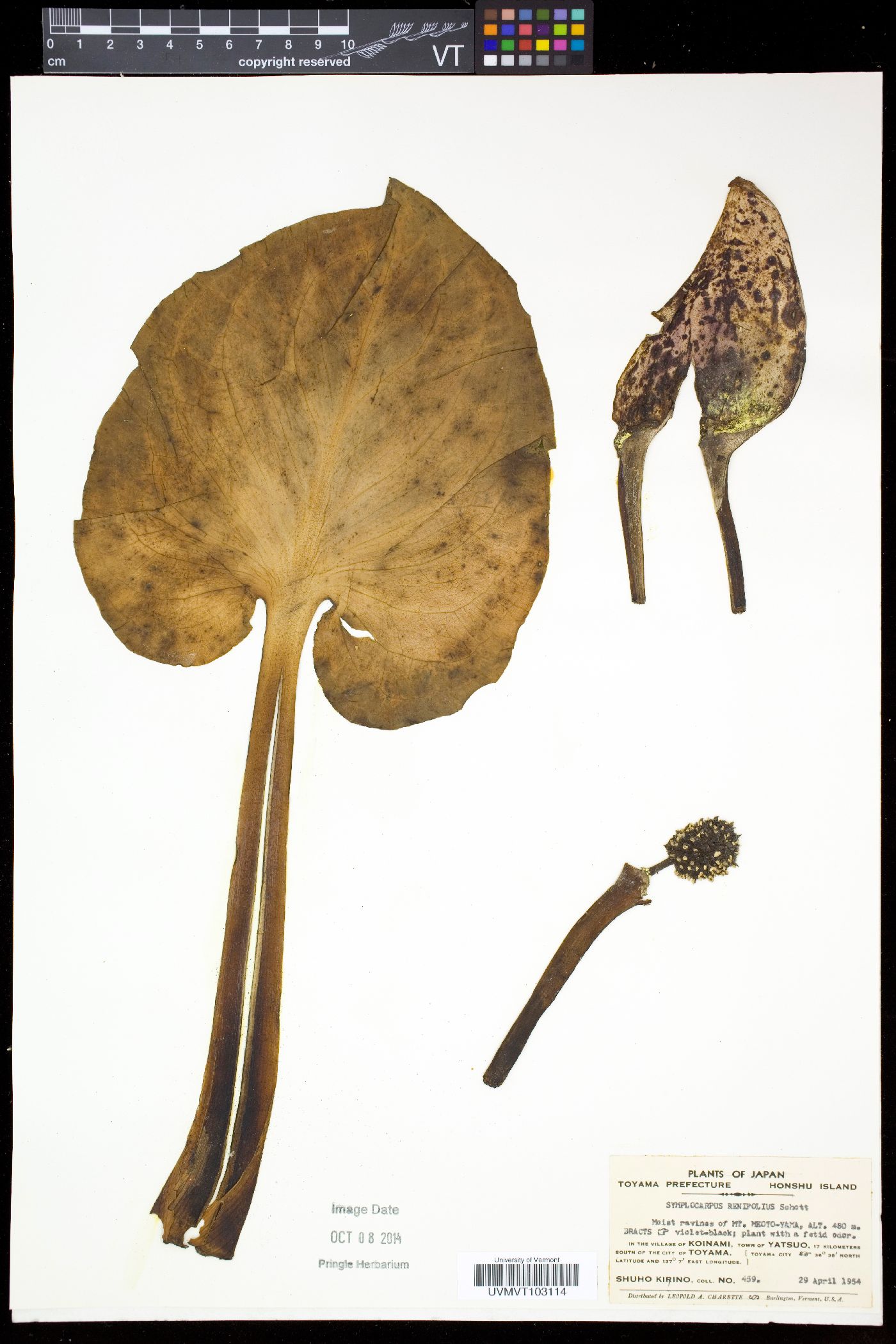 Symplocarpus renifolius image