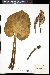 Symplocarpus renifolius image