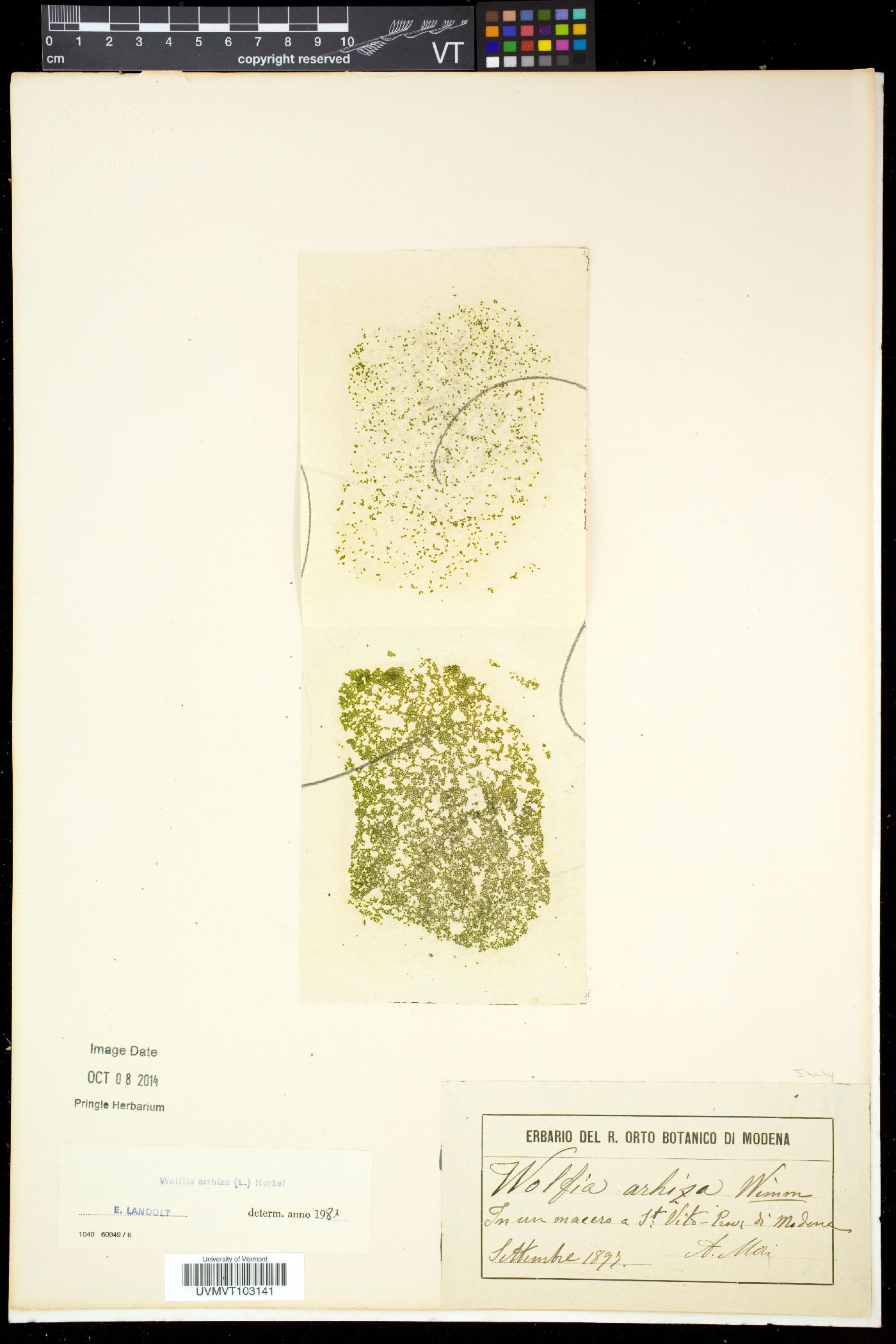 Wolffia arrhiza image