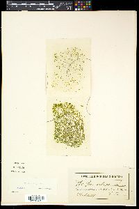 Media resource of Wolffia arrhiza