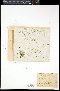 Wolffia arrhiza image